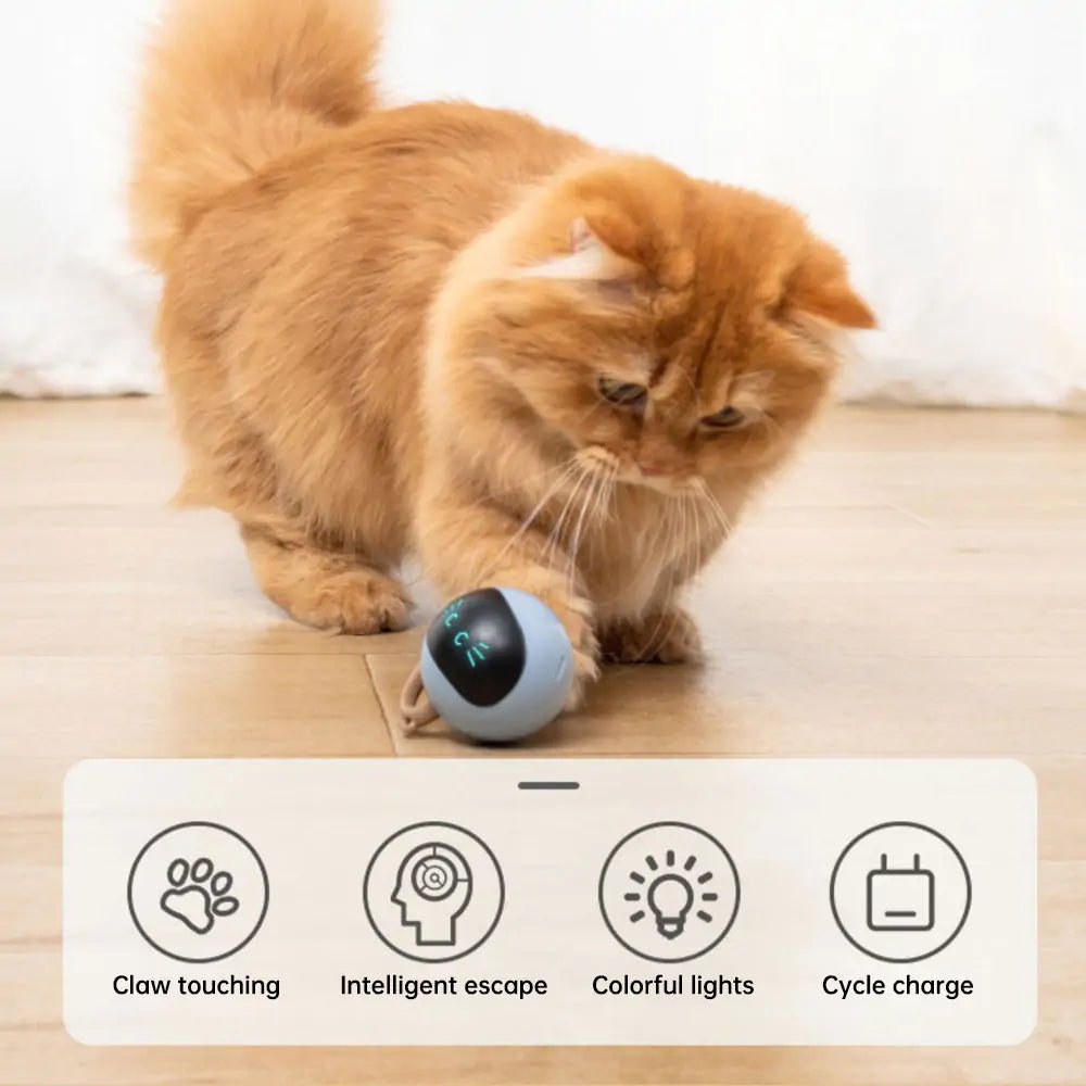 Kitten Electronic Ball - EcoSpark Innovations